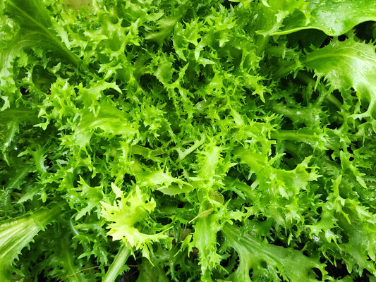 Frisse Endive Greens Seeds