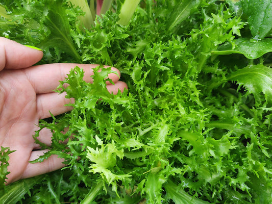 Frisse Endive Greens Seeds