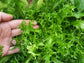 Frisse Endive Greens Seeds