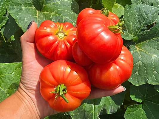 Gajilette de Puerto Rico Tomato Seeds