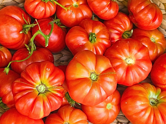 Gajilette de Puerto Rico Tomato Seeds