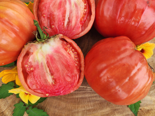 Giant Nono Italian Tomato Seeds