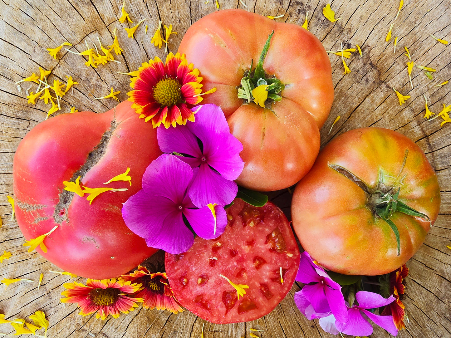 RARE Giant Siberian Pink Tomato