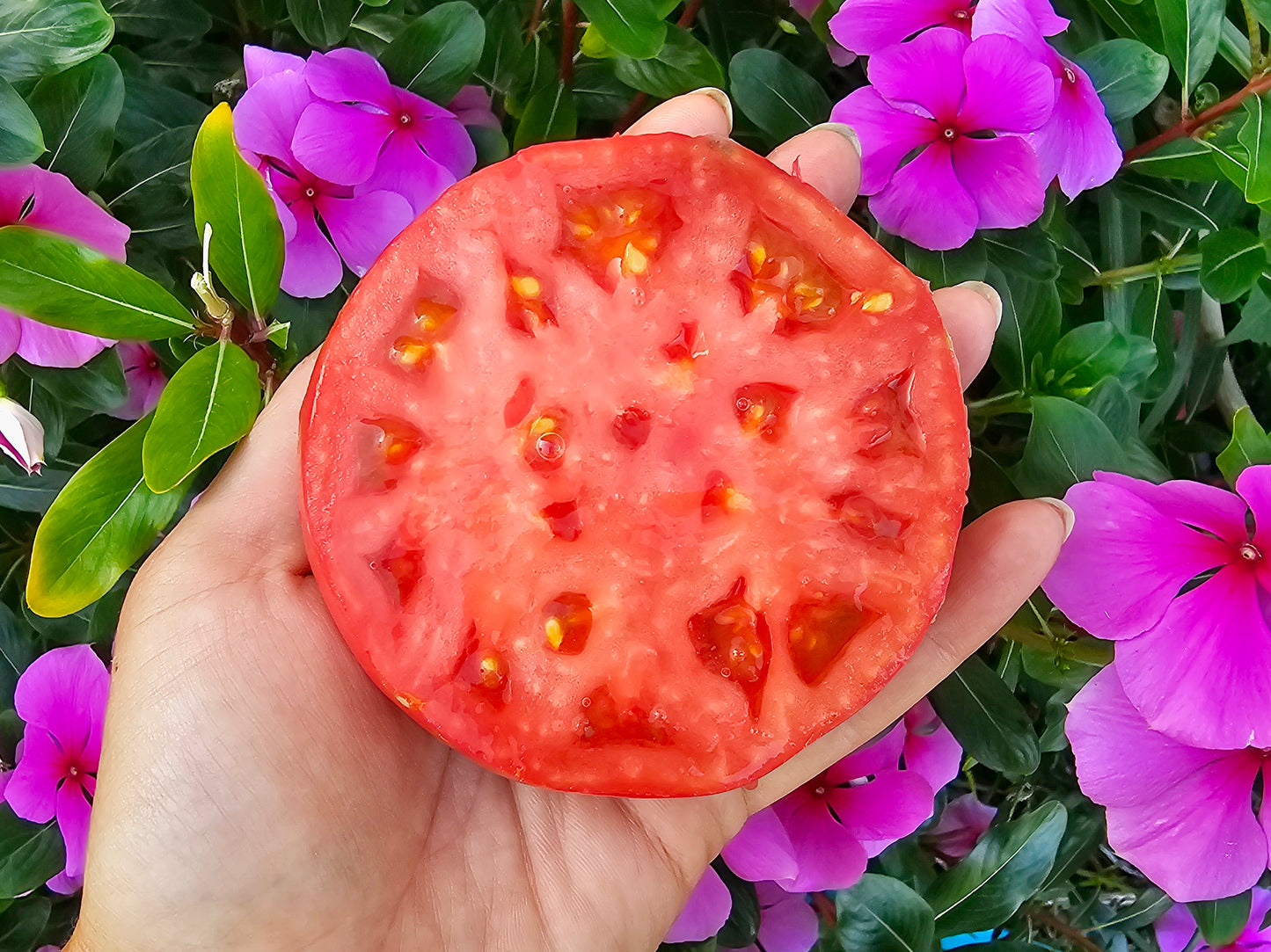 RARE Giant Siberian Pink Tomato