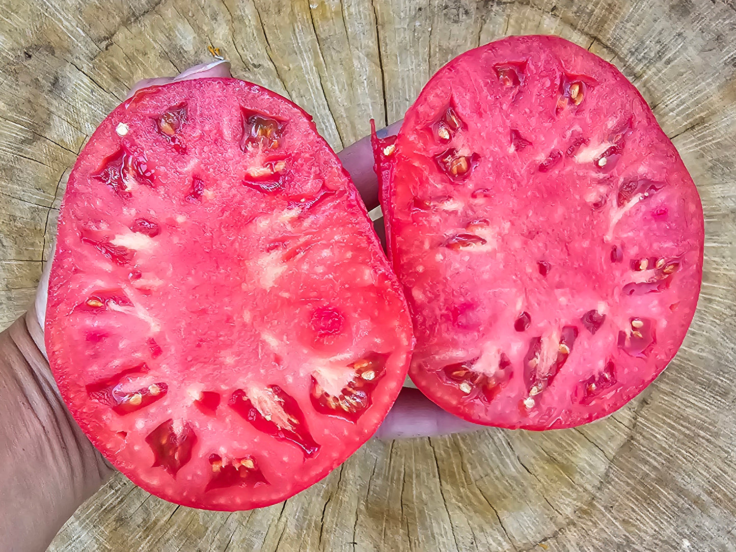 RARE Giant Siberian Pink Tomato