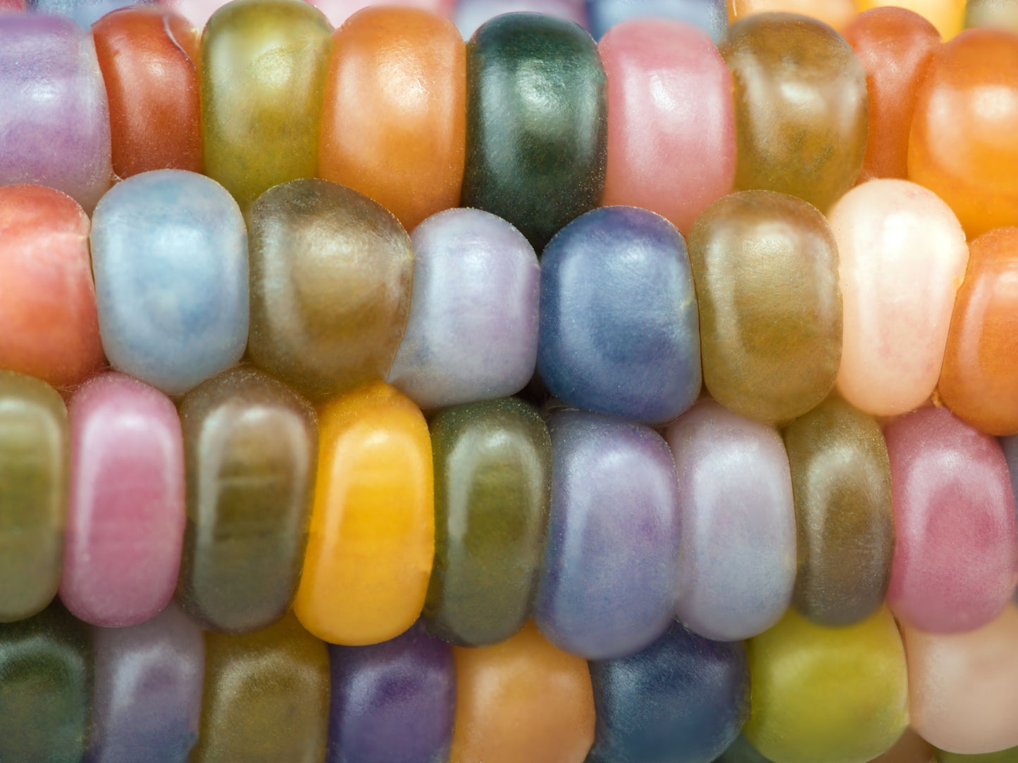 Glass Gem Corn Seeds
