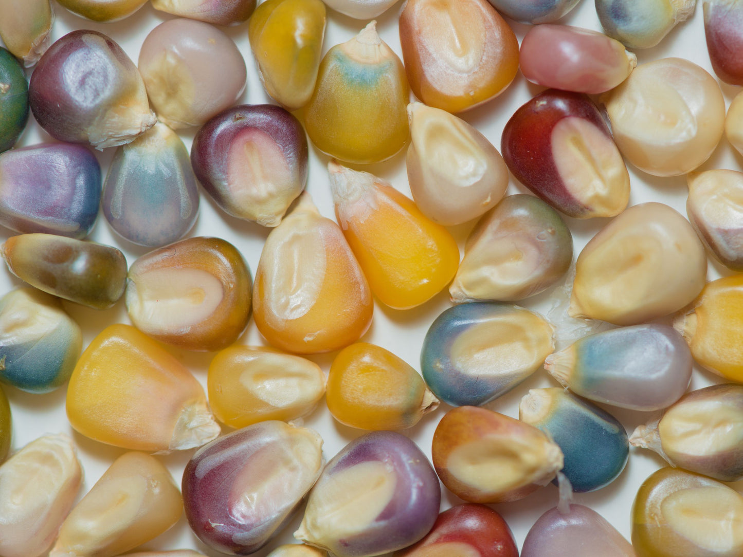 Glass Gem Corn Seeds