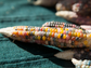 Glass Gem Corn Seeds