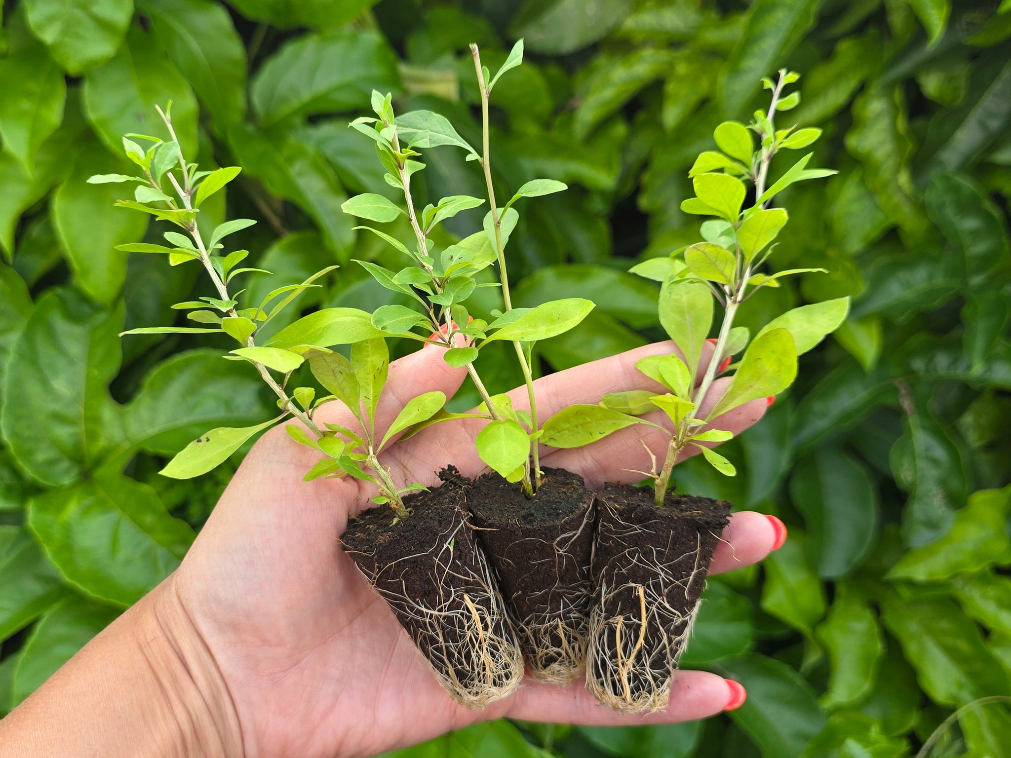 Red Goji Berry Live Plant – Self-Fertile Superfruit Shrub – Jerra's Garden