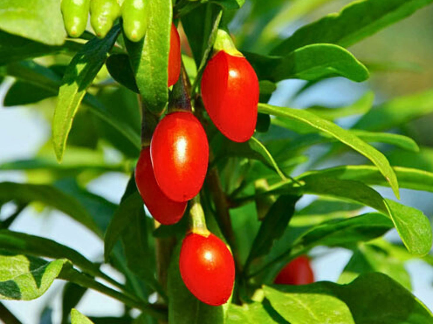 Red Goji Berry aka Wolfberry LIVE Plant