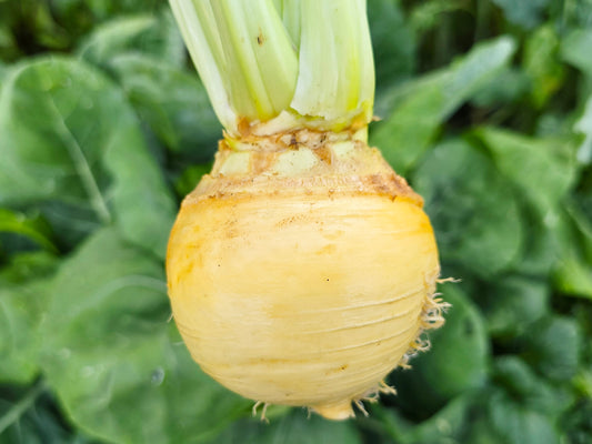 Gold Ball Turnip Seeds