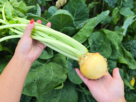 Gold Ball Turnip Seeds