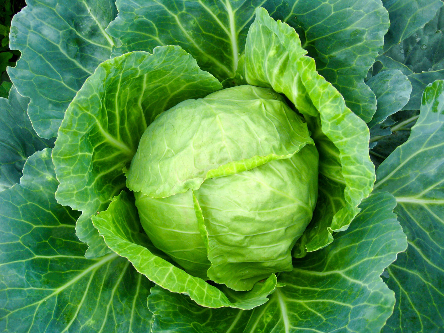Golden Acre Cabbage Seeds