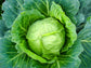 Golden Acre Cabbage Seeds