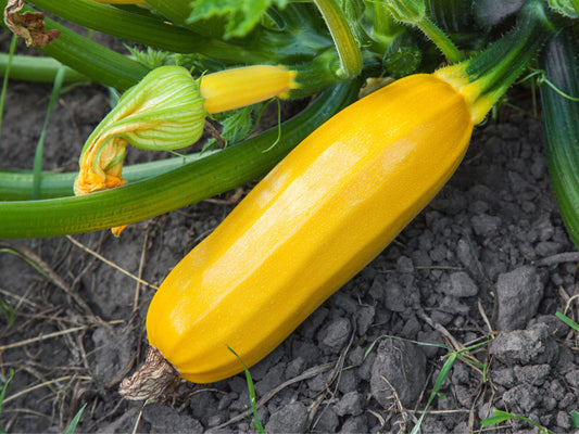 Golden Glory Hybrid Zucchini Seeds