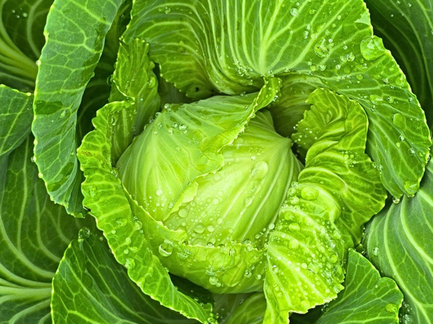 Golden Acre Cabbage Seeds