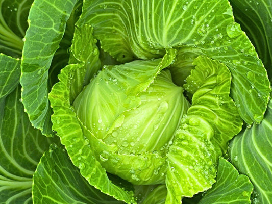 Golden Acre Cabbage Seeds