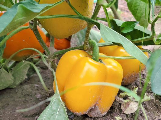 Golden California Wonder Sweet Pepper Seeds