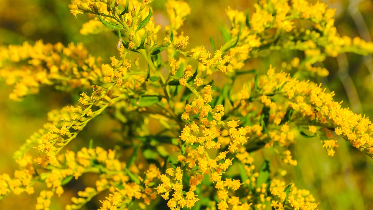 Old Field Goldenrod Flower Seeds