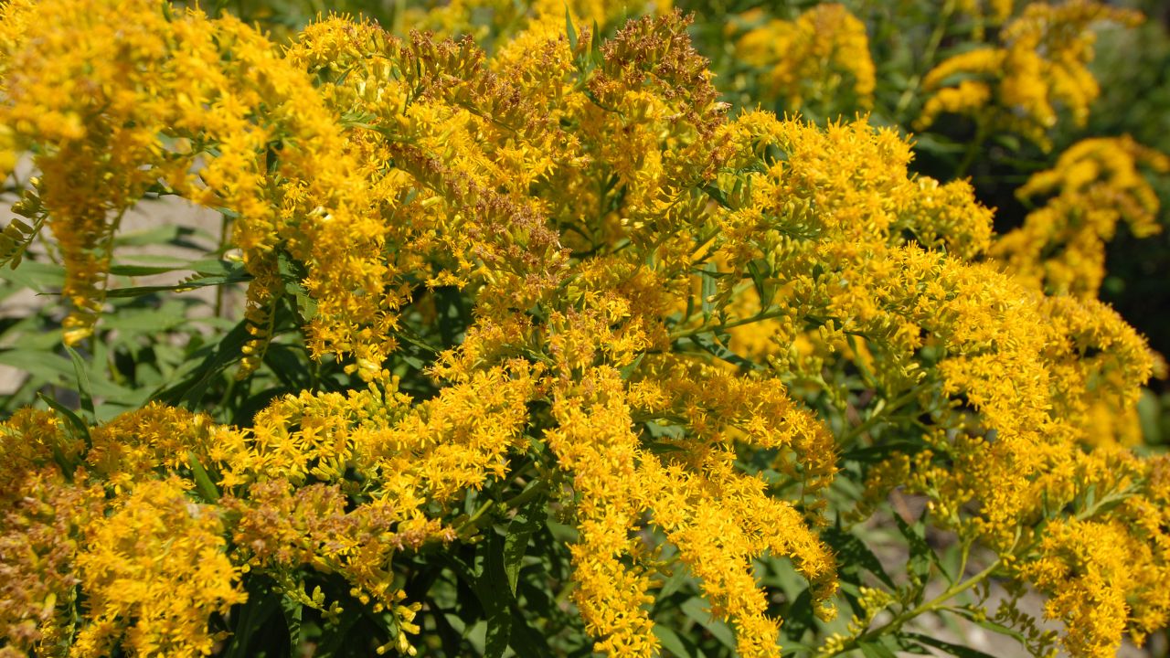 Old Field Goldenrod Flower Seeds