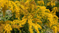Old Field Goldenrod Flower Seeds