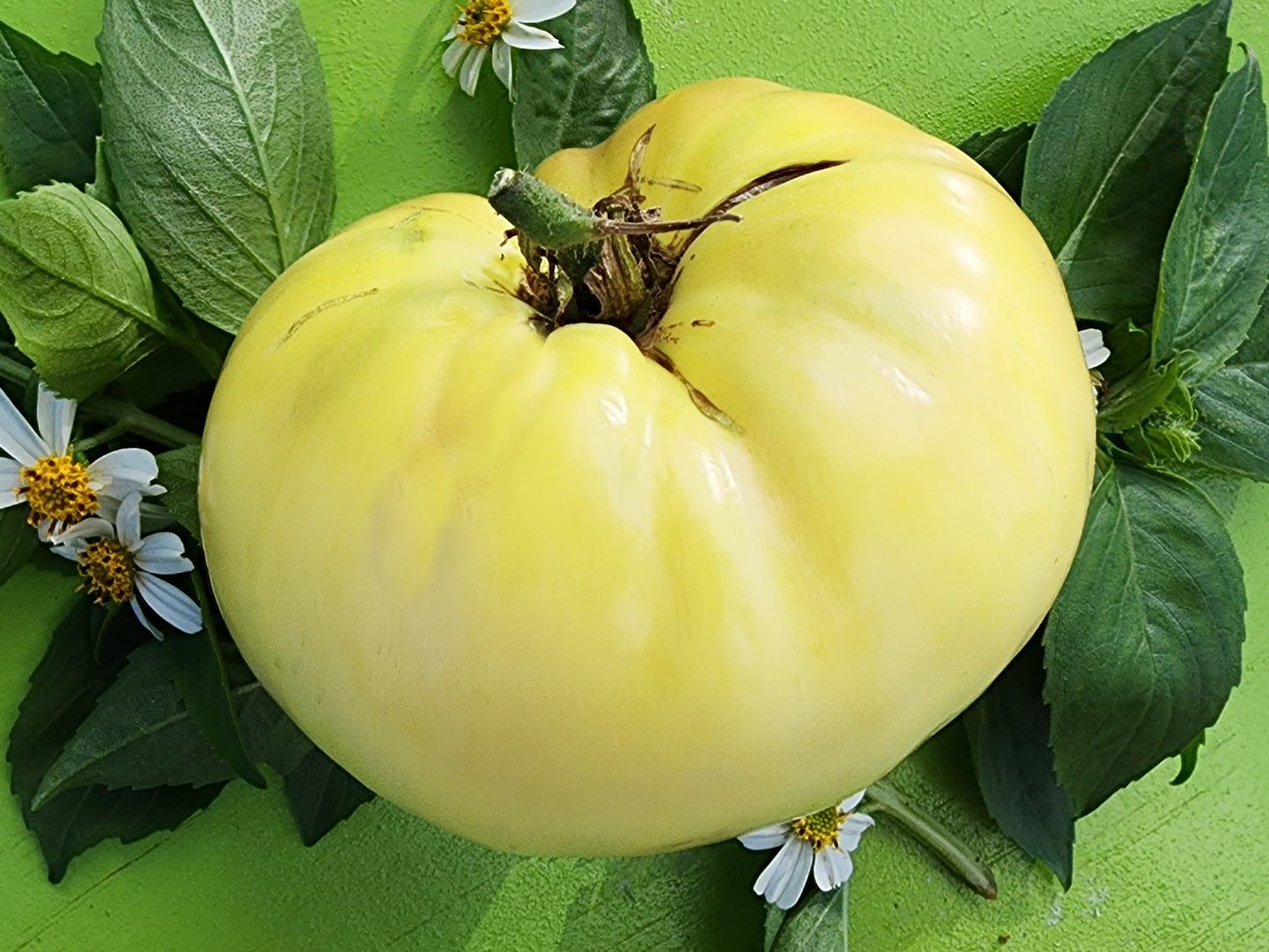Great White Tomato Seeds