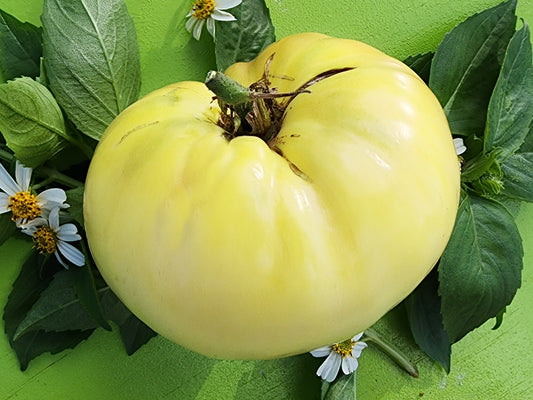 Great White Tomato Seeds