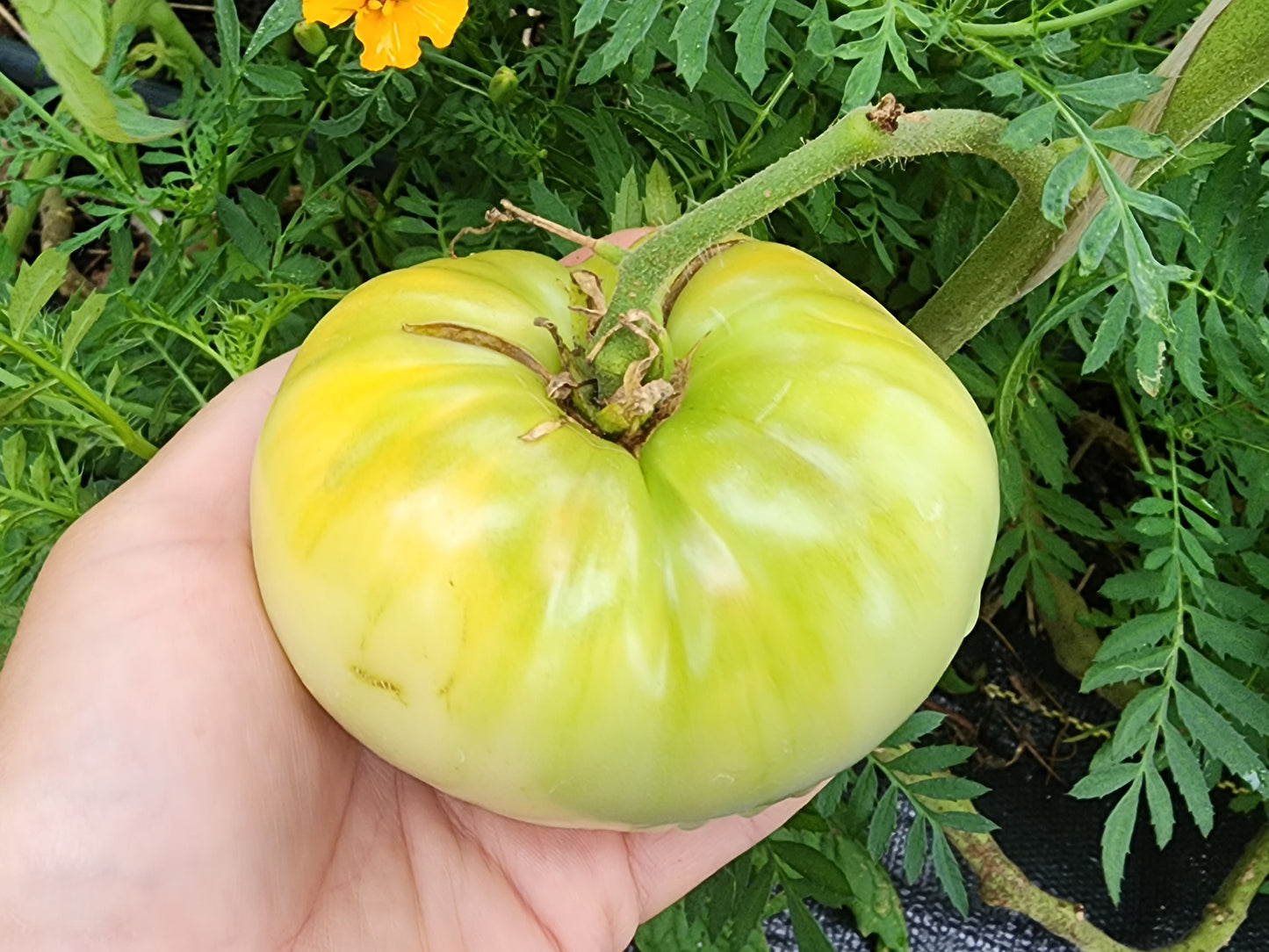 Great White Tomato Seeds