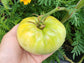 Great White Tomato Seeds