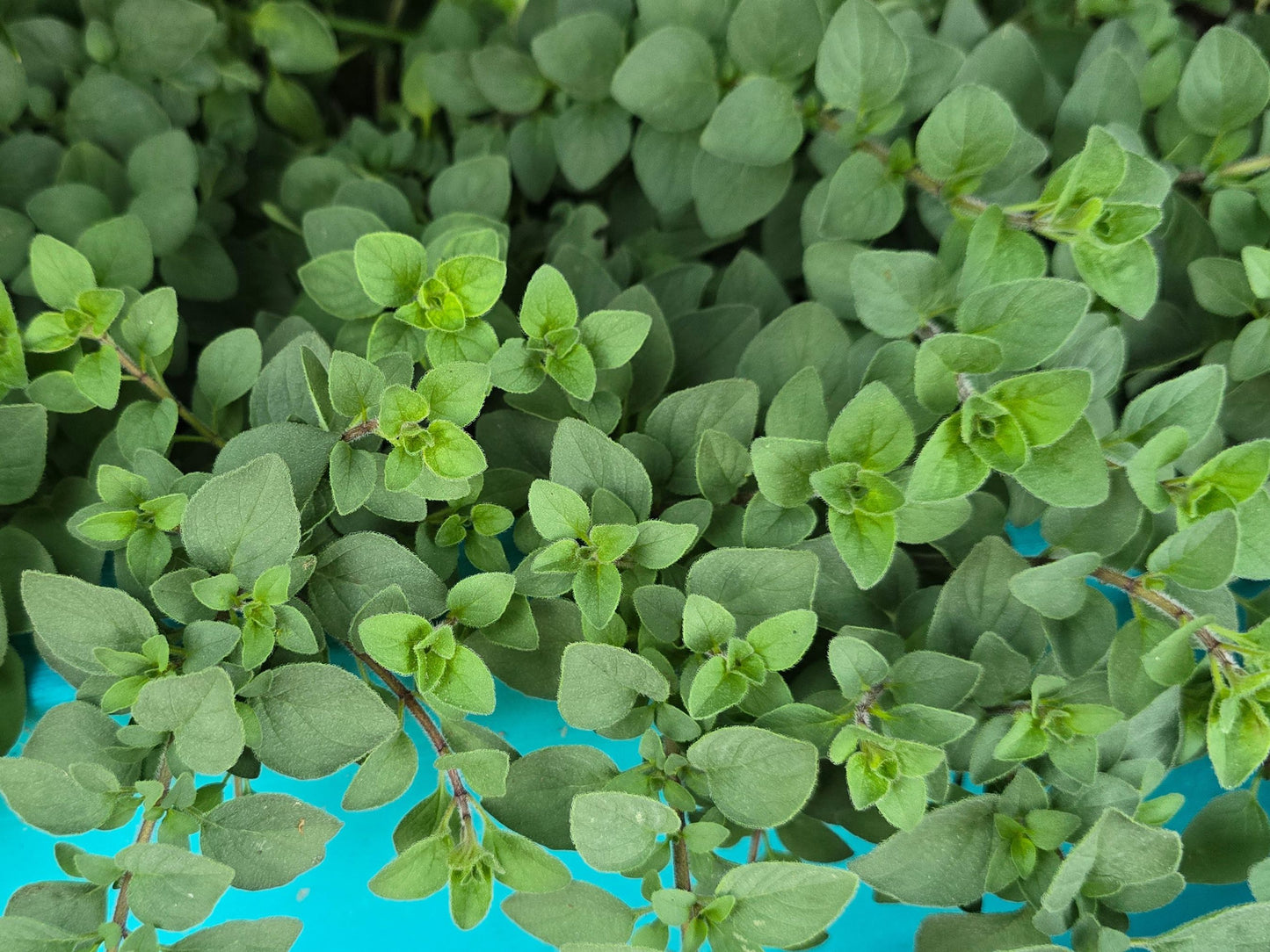 Greek Oregano Herb Garden Seeds