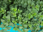 Greek Oregano Herb Garden Seeds
