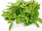 Green Holy Basil aka Rama Tulsi Seeds