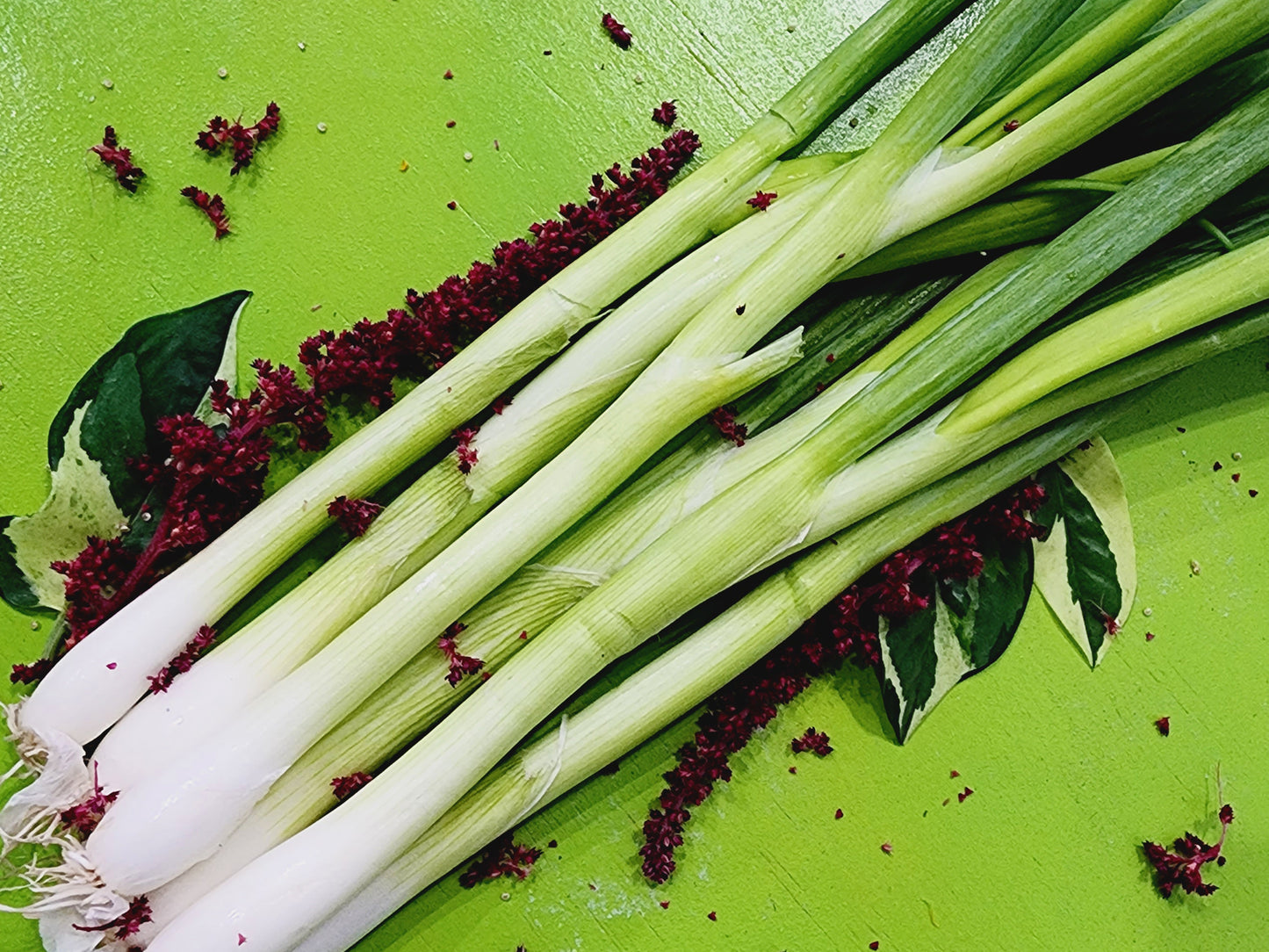 Green Bunching Onion Seeds