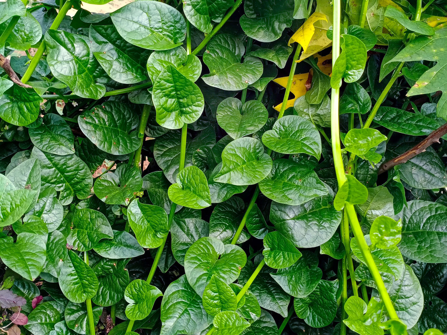 Green Malabar Spinach Seeds