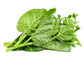 Green Malabar Spinach Seeds