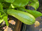 Grey Zucchini Seeds