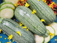 Grey Zucchini Seeds