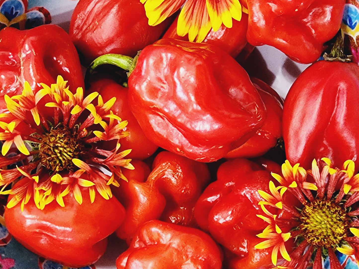 Red Habanero Chili Pepper Seeds