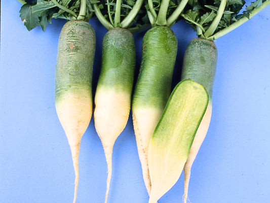 Half Long Green Mini Radish Seeds