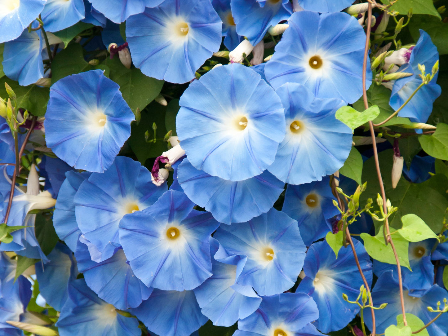 Heavenly Blue Morning Glory Seeds