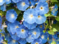 Heavenly Blue Morning Glory Seeds