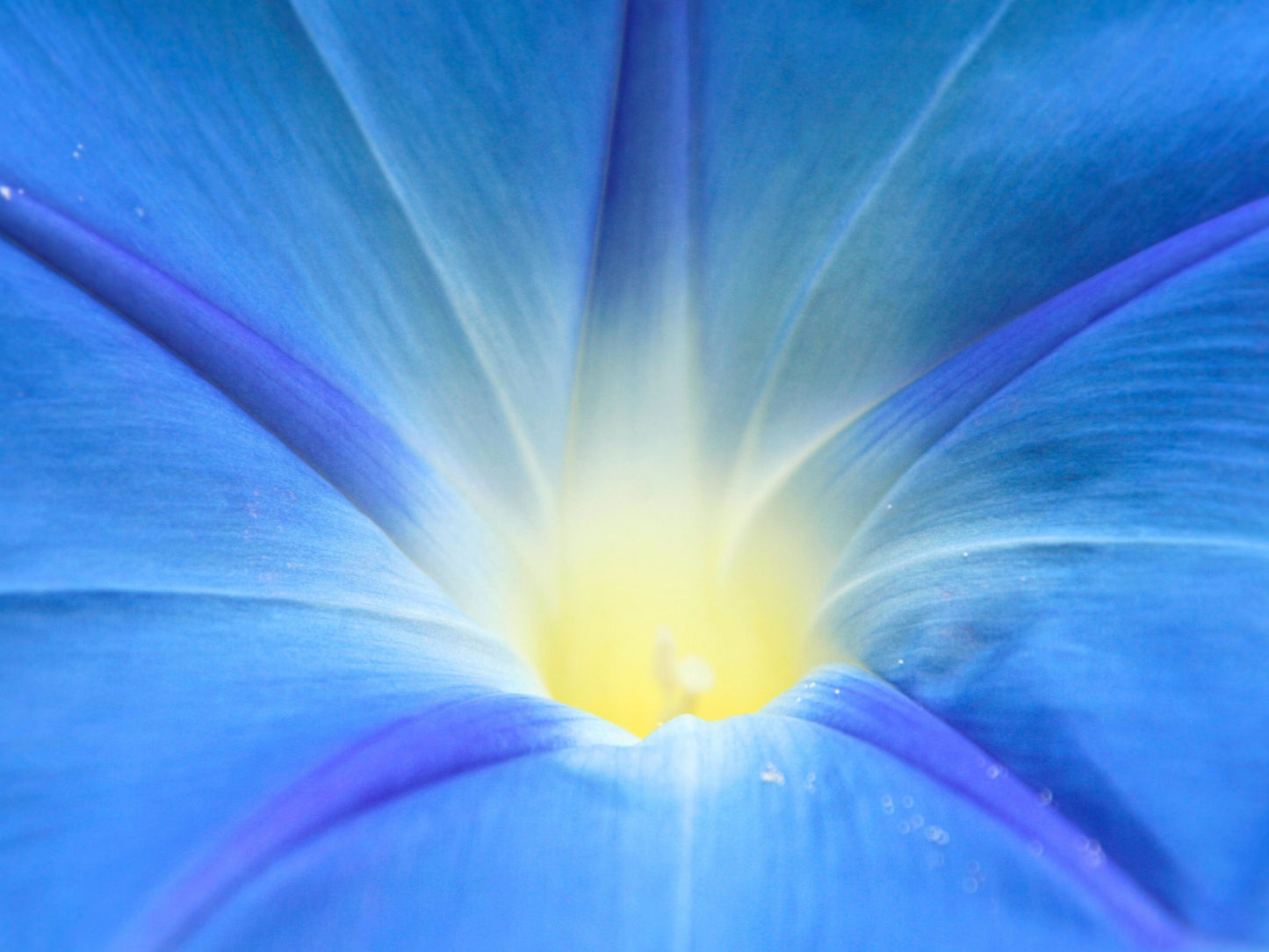 Heavenly Blue Morning Glory Seeds