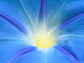 Heavenly Blue Morning Glory Seeds