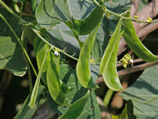 Henderson Bush Lima Butter Bean Seeds