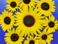 Henry Wilde Sunflower Seeds