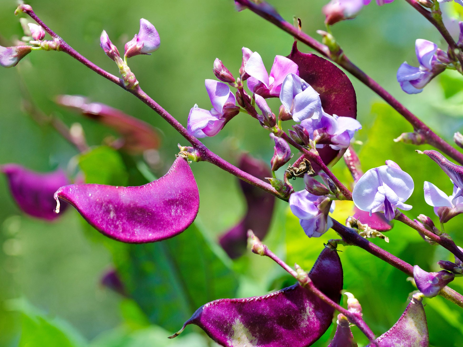 hyacinth bean plant seeds Purple Hyacinth Bean Seeds – Heat-Tolerant Vining Crop – Jerra's Garden