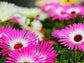 Ice Plant Flower Seeds