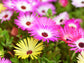 Ice Plant Flower Seeds