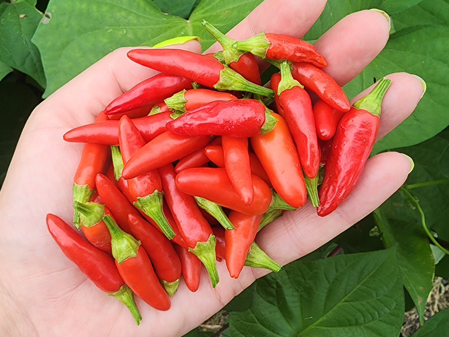 Italian Bullet Hot Pepper Seeds