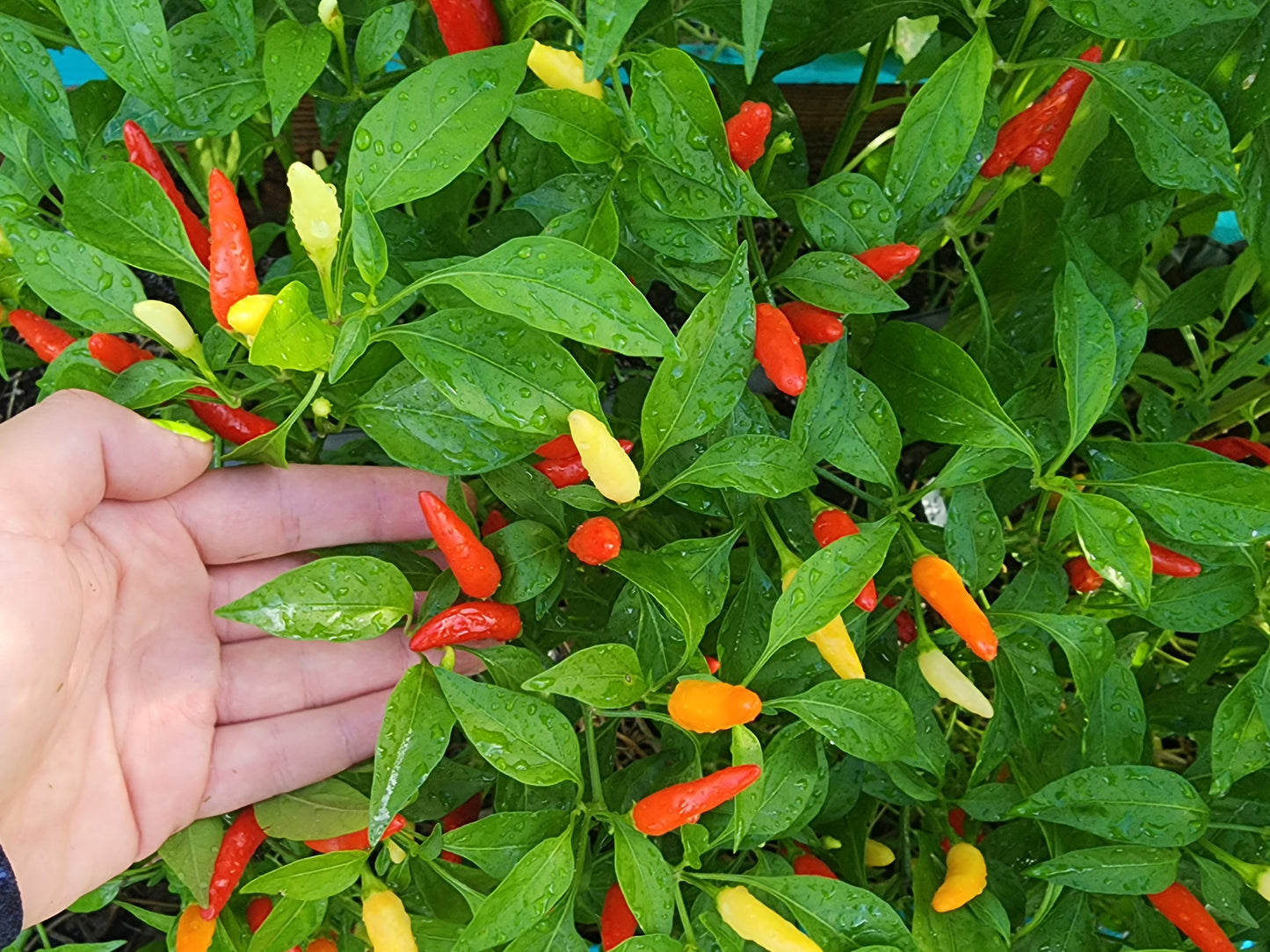 Italian Bullet Hot Pepper Seeds